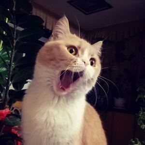 а_天堂中文自拍图片
